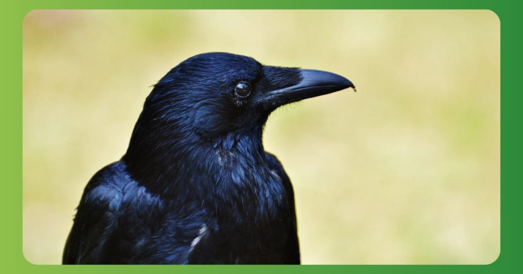 raven spiritual meaning