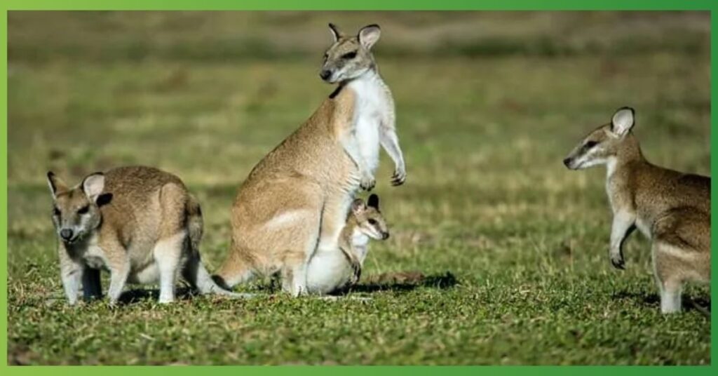 kangaroo spiritual meaning