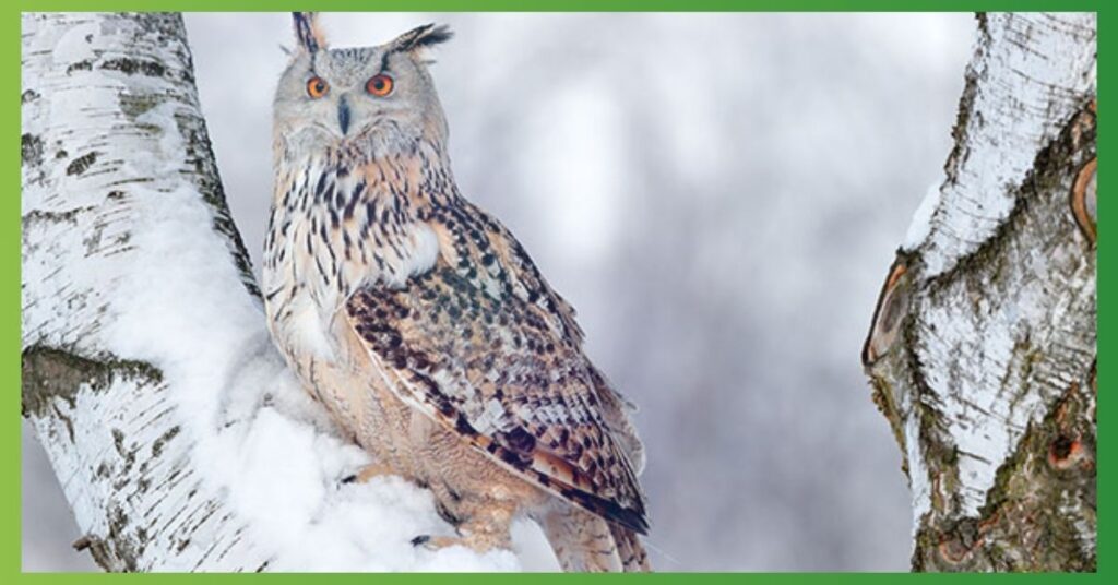 What does it Mean When an owl Stares at you? 