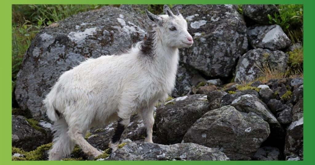 Goat Numbers and Their Spiritual Meanings