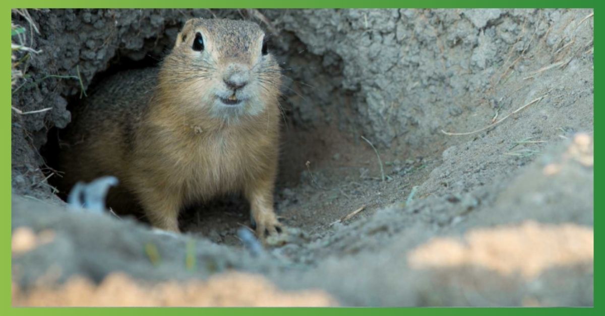 Gopher Symbolism, Meaning, Spirit, Totem, Dream, Power