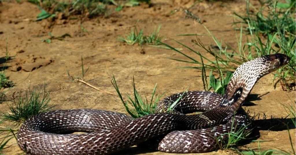 King Cobra Spiritual Meaning