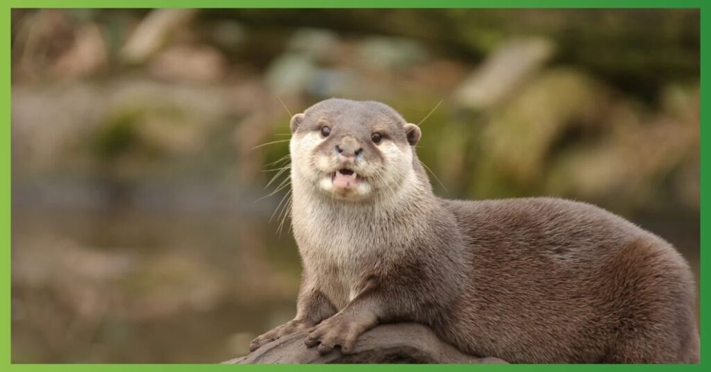 Otter Curiosity 