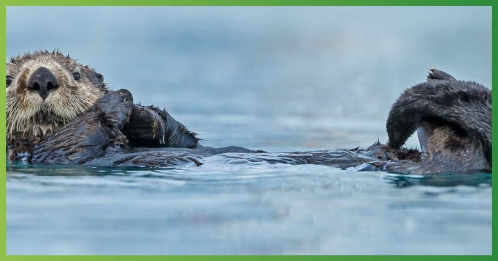 Otter Native American Symbolism