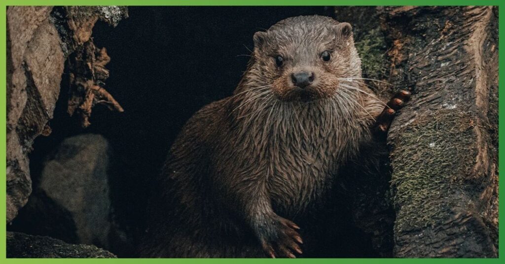 Otter Symbolism and Meaning