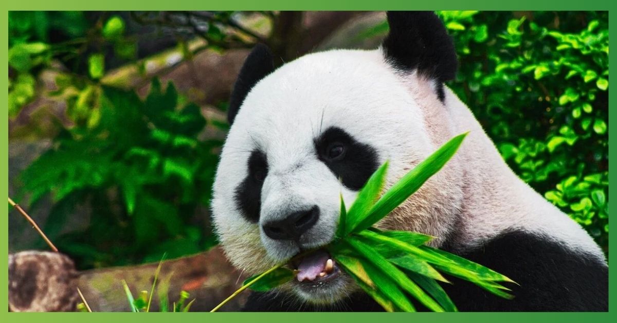 Panda Spirit Animal | Symbolism, Power Animal, Totem Meaning