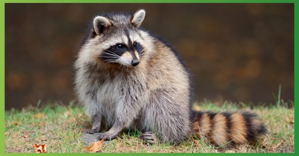 Raccoon Power Animal