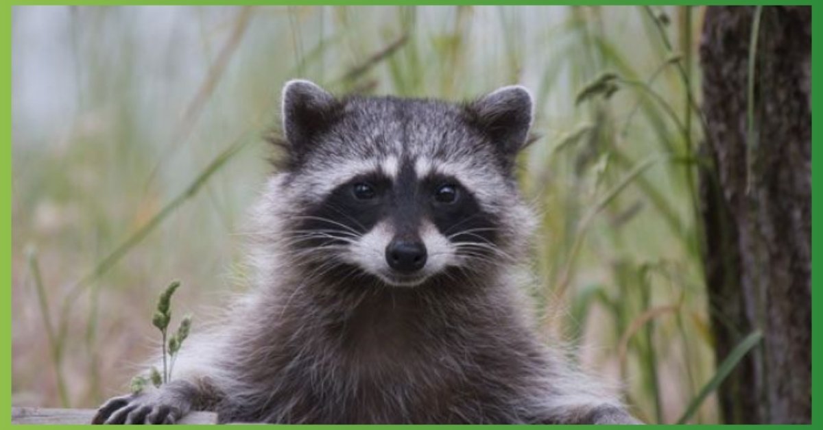 Raccoon Spiritual Meaning & Symbolism | Spirit, Totem, Power Animal