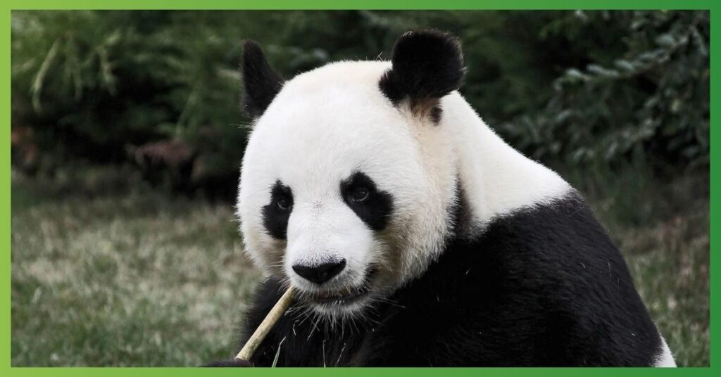 Spiritual Meanings of Panda & its Symbolism