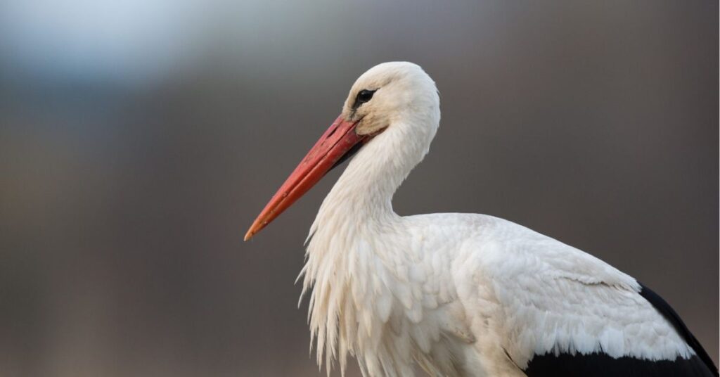 stork spiritual meaning