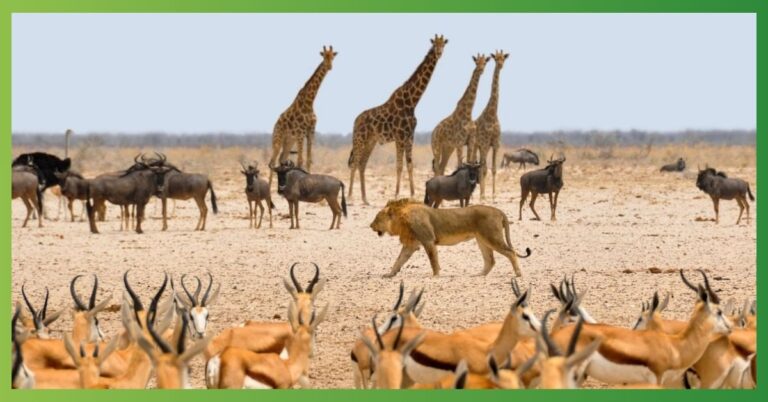 Top 15 Most Energetic Animals In The World | With Pictures