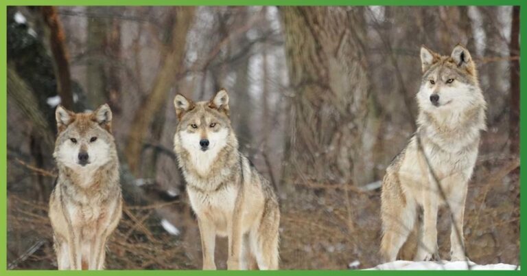 Can Wolves Purr? | Interesting Facts About Wolves