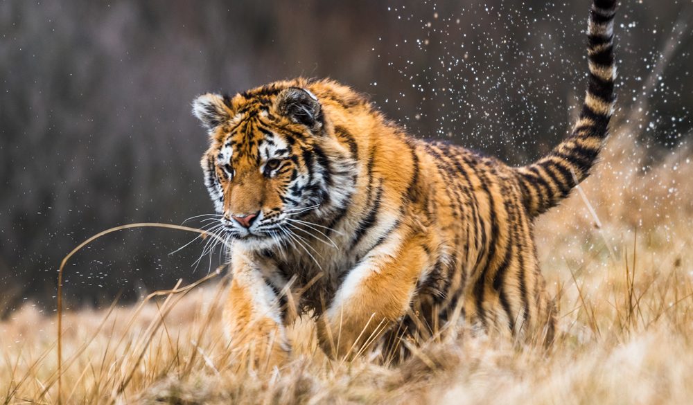 Animal Symbolism Tiger