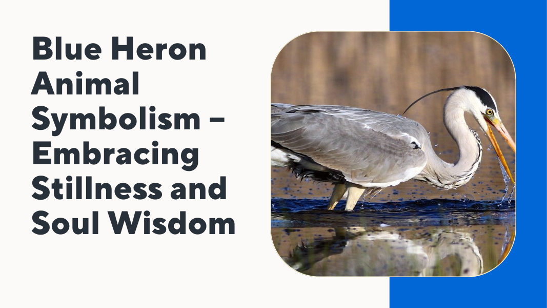 Blue Heron Animal Symbolism