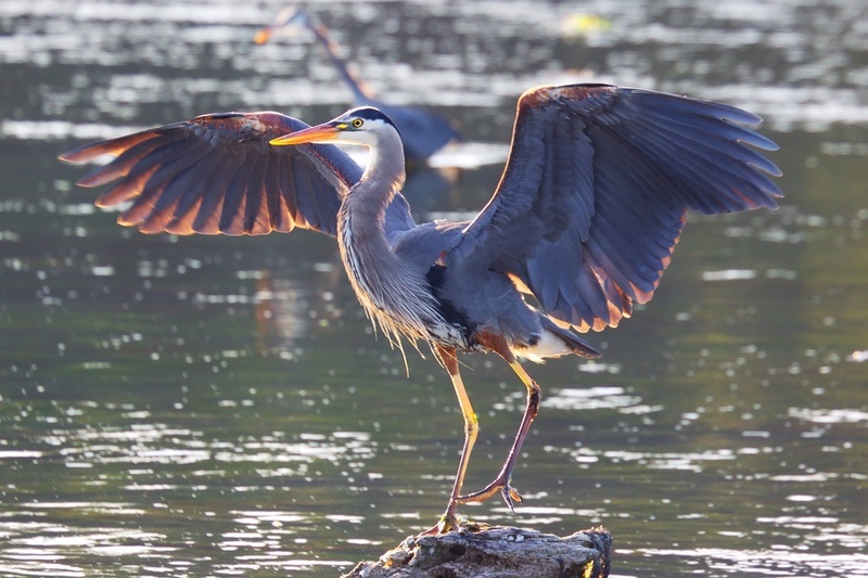 Blue Heron Animal Symbolism