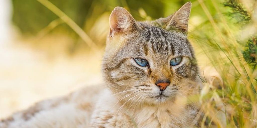 Cat Animal Symbolism