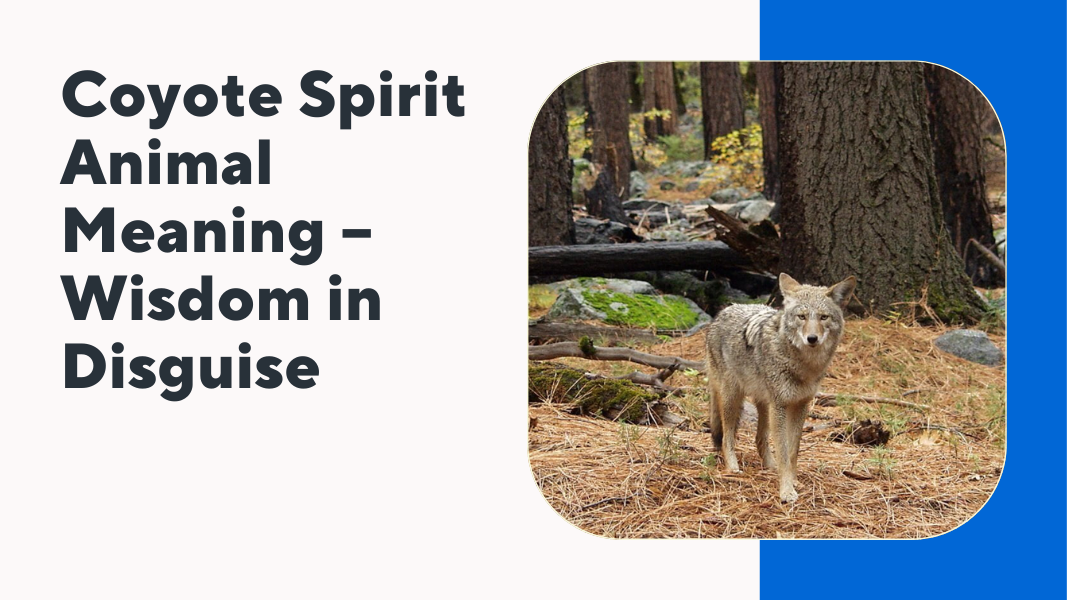 Coyote Spirit Animal Meaning