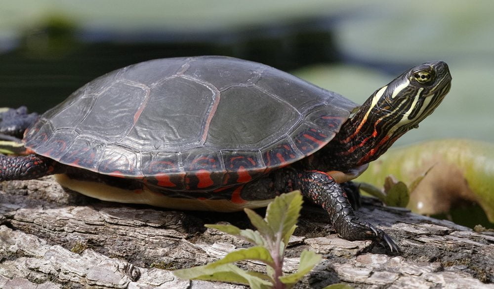 Turtle Animal Symbolism