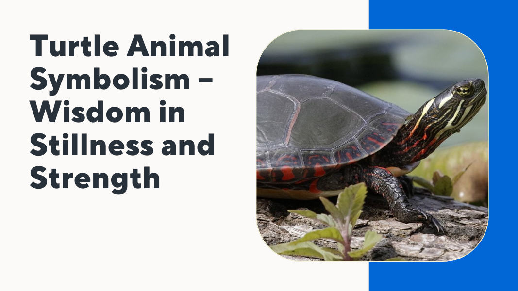 Turtle Animal Symbolism